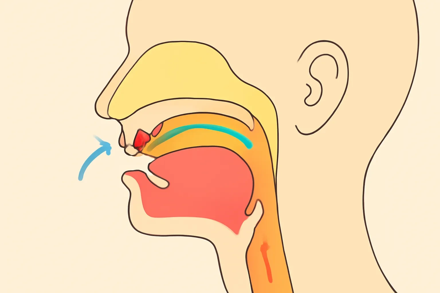 Phát âm đúng từng âm tiết tiếng Thái: cách huấn luyện tai và lưỡi từ từng bước